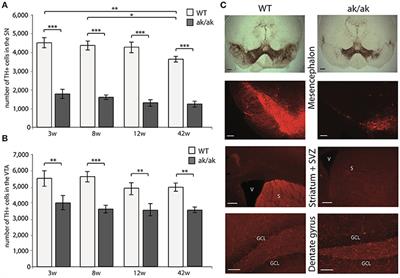 Early Postnatal but Not Late Adult Neurogenesis Is Impaired in the Pitx3-Mutant Animal Model of Parkinson's Disease